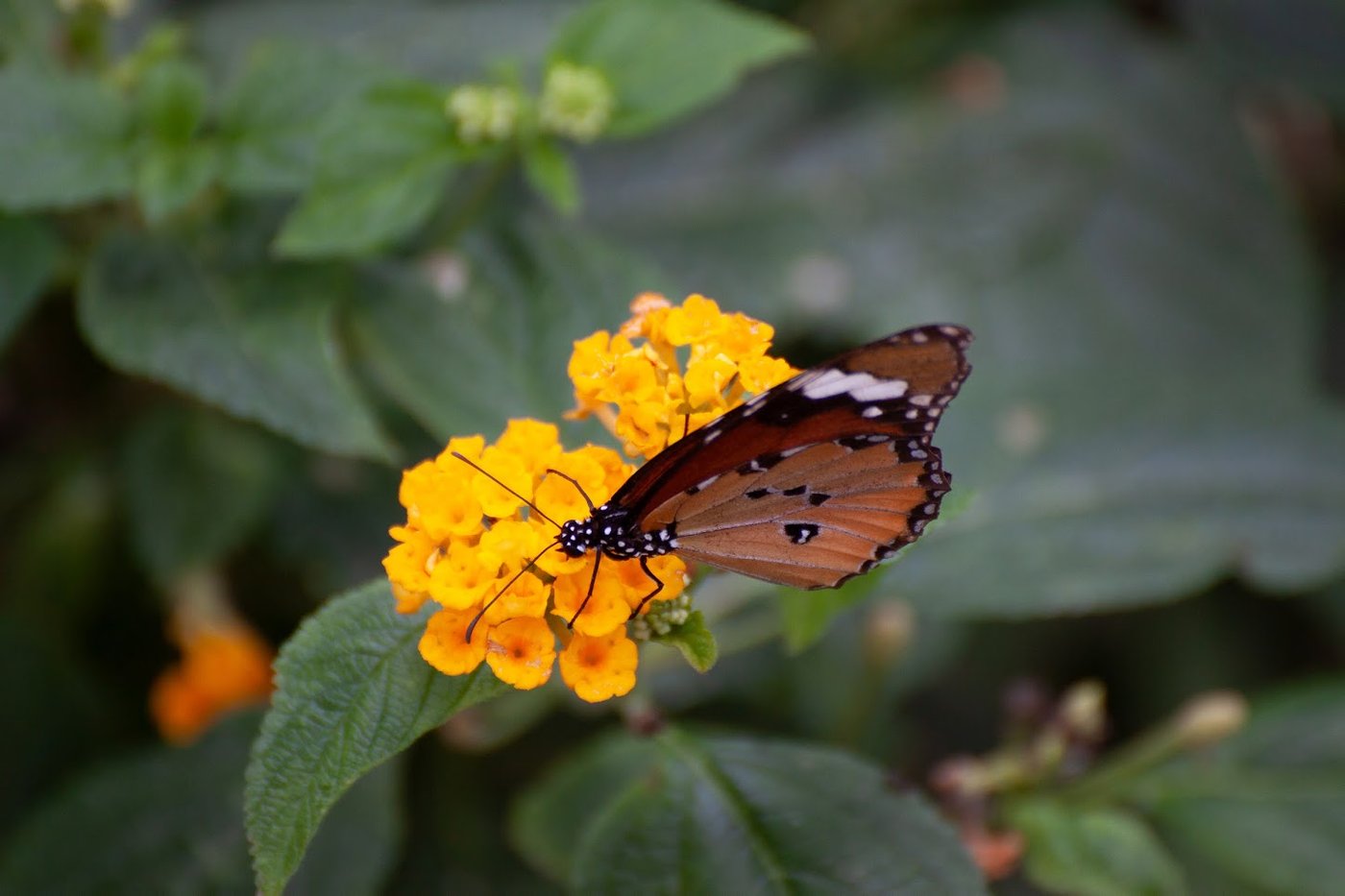 Protecting biodiversity